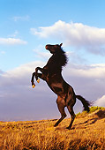 HOR 01 RK0357 50
Profile Of Black Quarter  Horse Rearing On Dry Grass Clouds Background