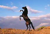 HOR 01 RK0371 07
Black Quarter Horse Rearing On Dirt Gray Clouds