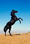 HOR 01 RK0372 42
Profile Of Black Quarter Horse Rearing On Dirt Blue Sky