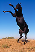 HOR 01 RK0372 63
Profile Of Black Quarter Horse Rearing On Dirt Blue Sky