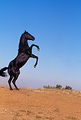 HOR 01 RK0373 04
Black Quarter Horse Rearing On Dirt Blue Sky