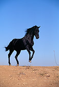 HOR 01 RK0384 04
Black Quarter Horse Rearing On Dirt Blue Sky