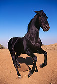 HOR 01 RK0385 02
Wide Angle Of Black Quarter Horse Rearing On Dirt Blue Sky