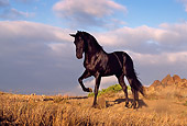 HOR 01 RK0394 05
Black Quarter Horse Standing On Dry Grass