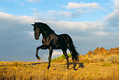 HOR 01 RK0394 15
Black Quarter Horse Standing On Dry Grass