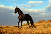HOR 01 RK0394 16
Black Quarter Horse Standing On Dry Grass