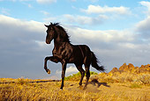 HOR 01 RK0394 17
Black Quarter Horse Standing On Dry Grass