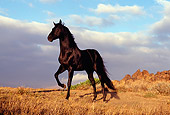 HOR 01 RK0394 18
Black Quarter Horse Standing On Dry Grass