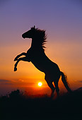 HOR 01 RK0406 23
Silhouette Of Quarter Horse Rearing Sunset Background