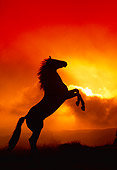 HOR 01 RK0408 12
Silhouette Profile Of Quarter Horse Rearing Red Orange Sky With Clouds
