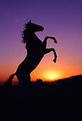 HOR 01 RK0417 02
Profile Silhouette Quarter Horse Rearing At Sunset