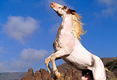 HOR 01 RK0499 01
Low Angle Of Pinto Horse Rearing Rocks Blue Sky With Clouds