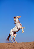 HOR 01 RK0503 45
Profile Shot Of Pinto Horse Rearing On Dirt Blue Sky