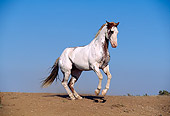 HOR 01 RK0507 16
Full Body Of Pinto Horse Rearing Blue Sky