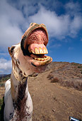 HOR 01 RK0516 02
Humorous Shot Of Pinto Horse Smiling Wide Angle