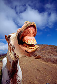 HOR 01 RK0516 11
Humorous Shot Of Pinto Horse Smiling Wide Angle