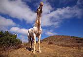 HOR 01 RK0517 04
Humorous Full Body Wide Angle Of Pinto Horse Standing Hills Blue Sky Clouds