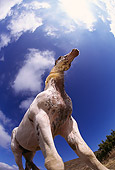 HOR 01 RK0520 01
Low Wide And Slanted Angle Of Pinto Horse Standing On Dirt Blue Sky White Clouds