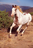 HOR 01 RK0524 02
Close Up Of Pinto Horse Galloping Down Dry Grass Hill