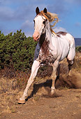 HOR 01 RK0524 07
Close Up Of Pinto Horse Galloping Down Dry Grass Hill