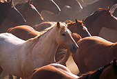 HOR 01 RK0532 01
Close up profile of herd of horses galloping, white horse in middle, dust flying