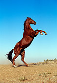 HOR 01 RK0537 01
Profile Shot Of Chestnut Horse Rearing Dirt Making Some Dust Blue Sky