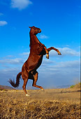 HOR 01 RK0538 38
Chestnut Horse Rearing On Dirt Blue Sky
