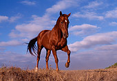 HOR 01 RK0546 03
Brown Thoroughbred Horse Standing With One Leg Up Making Dust Clouds Blue Sky