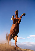 HOR 01 RK0552 04
Low Wide Angle Of Horse Rearing Towards Camera Making Dust Blue Sky
