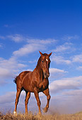 HOR 01 RK0567 03
Low Shot Of Chestnut Horse Galloping Legs Up Dry Grass Blue Sky Clouds