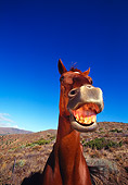 HOR 01 RK0571 07
Chestnut Horse Laughing