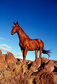 HOR 01 RK0577 17
Chestnut Horse Standing On Rocks Blue Sky