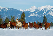 HOR 01 RK0591 03
Herd Of Horses Running On Snow Trees Mountains Background