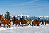 HOR 01 RK0591 26
Herd Of Horses Running On Snow Trees Mountains Background