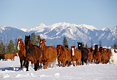 HOR 01 RK0591 29
Herd Of Horses Running On Snow Trees Mountains Background