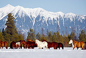 HOR 01 RK0601 08
Herd of Horses Galloping Together On Snow Mountains Trees Blue Sky