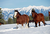 HOR 01 RK0601 18
Herd of Horses Galloping Together On Snow Mountains Trees Blue Sky