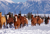 HOR 01 RK0601 43
Herd of Horses Galloping Together On Snow Mountains Trees Blue Sky