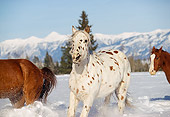 HOR 01 RK0601 55
Herd of Horses Galloping Together On Snow Mountains Trees Blue Sky