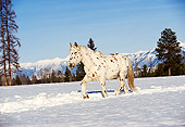 HOR 01 RK0613 01
Appaloosa Horse Trotting On Snow Trees Background Blue Sky