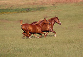 HOR 01 RK0617 02
Profile Shot Of Arabian and Belgian Horses Running Together On Green Pasture