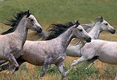 HOR 01 RK0620 03
A Herd Of Profile Gray Arabian Stallions Galloping On Green Pasture