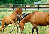 HOR 01 RK0635 04
Bay Arabian Mare And Foal Grazing In Pasture