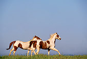 HOR 01 RK0648 02
Pinto Horses Cantering On Grass