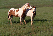 HOR 01 RK0650 01
Two Pinto Horses Standing On Green Pasture