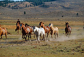 HOR 01 RK0658 03
A Herd Of Horses Galloping On Green Pasture Herded By Wrangler Mountains Background
