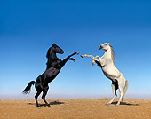 HOR 01 RK0659 04
Black and White Arabian Stallions Rearing On Dirt Blue Sky