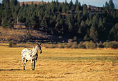HOR 01 RK0665 03
Appaloosa Horse On Dry Grass Field Trees