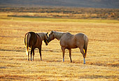 HOR 01 RK0668 01
Two Palomino Horses Nuzzling In Dry Grass Field