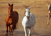 HOR 01 RK0678 02
Two Horses Trotting On Dirt Towards Camera